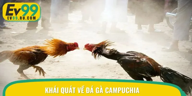 Khái quát về đá gà Campuchia