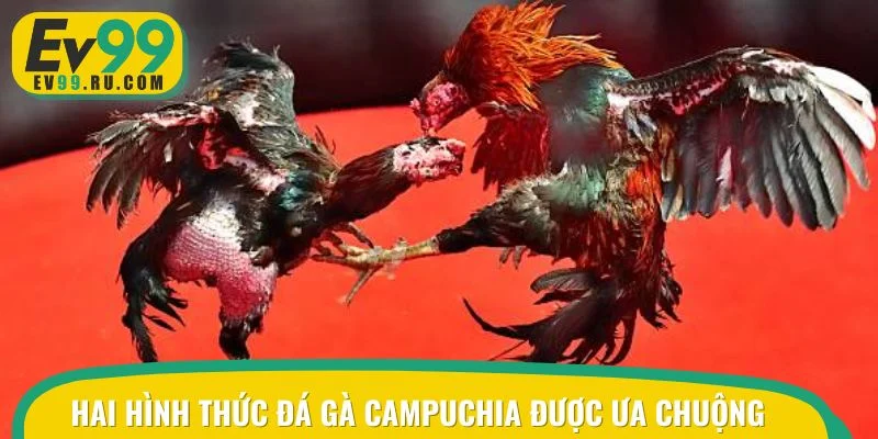 Tìm hiểu hai hình thức đá gà Campuchia được ưa chuộng nhất hiện nay