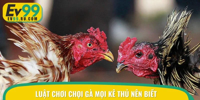 Luật chơi chọi gà mọi kê thủ nên biết