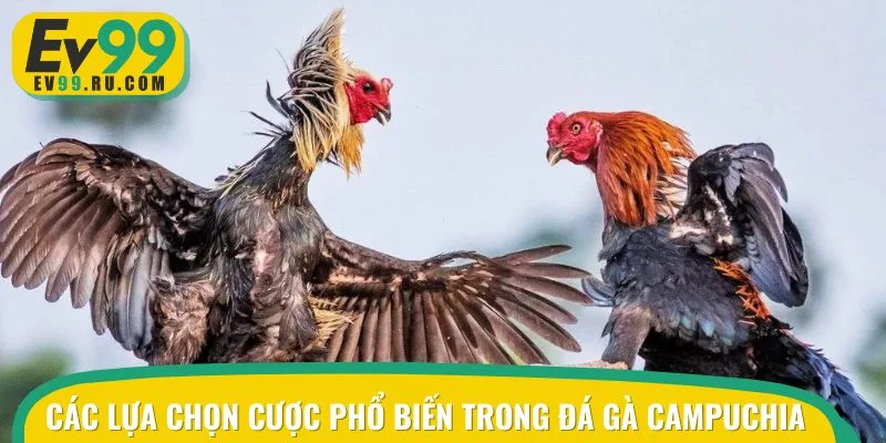 Các lựa chọn cược phổ biến trong đá gà Campuchia