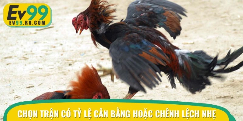 Lựa chọn kèo đá gà cựa sắt cân bằng hoặc chênh lệch nhẹ