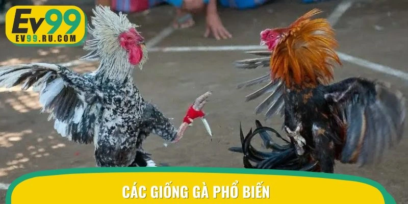 Những giống gà tài năng phổ biến hiện nay