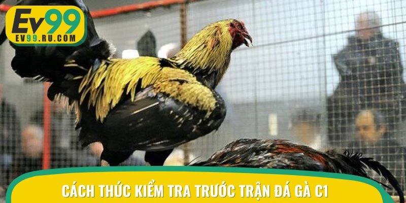 Cách thức kiểm tra trước trận đá gà C1