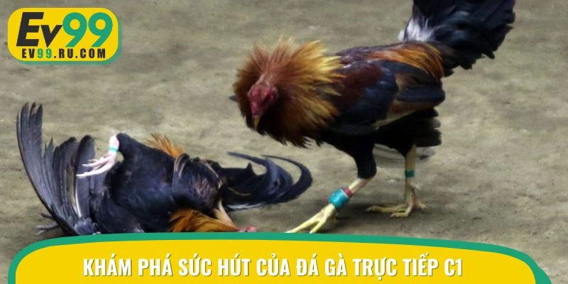 Sức hút hấp dẫn tại đá gà trực tiếp C1