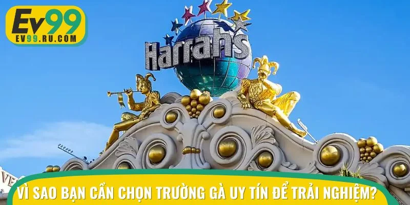 Trường gà uy tín là yếu tố quan trọng mà bạn cần lưu tâm khi cá cược gà