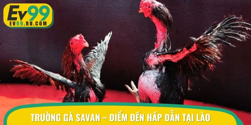 Trường gà Savan được đông đảo kê thủ tin tưởng bởi độ uy tín