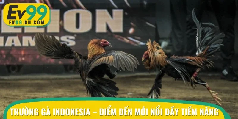 Sân chơi Indonesia đang được nhiều người ghé thăm thời gian qua