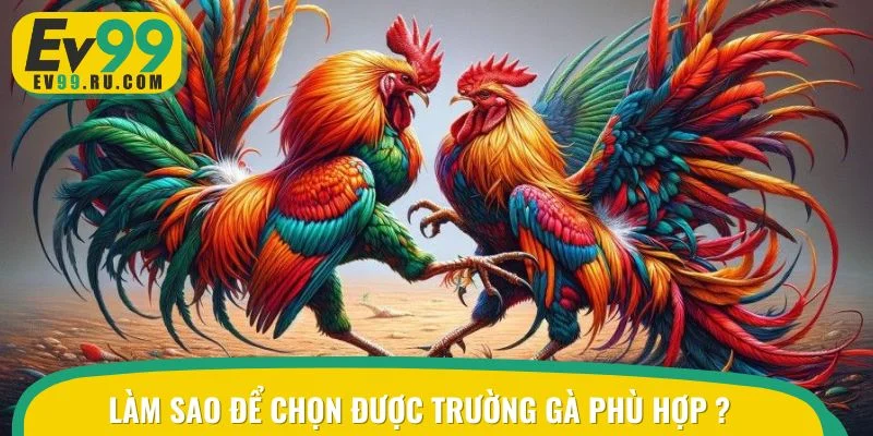 Hướng dẫn cách lựa chọn trường gà phù hợp cực chuẩn